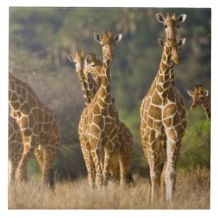 Carreau En Céramique Afrique. Kenya. Troupeau de girafes réticulées