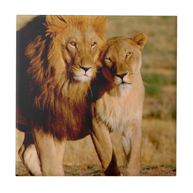 Carreau En Céramique Afrique, Namibie, Okonjima. Lion & Lion (Devant)