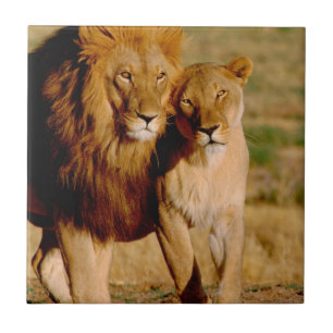 Carreau En Céramique Afrique, Namibie, Okonjima. Lion & lionne