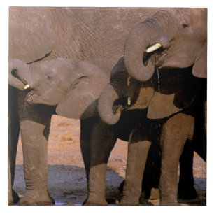 Carreau En Céramique Afrique, Tanzanie, Parc national de Tarangire.