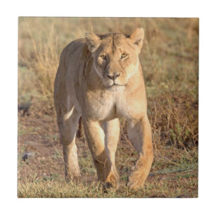 Carreau En Céramique Afrique, Tanzanie, Serengeti. Lion et lionne