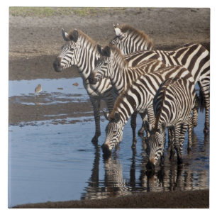 Carreau En Céramique Afrique. Tanzanie. Zèbres boire à Ndutu