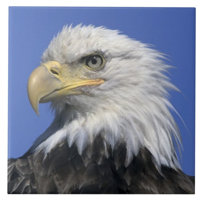 Carreau En Céramique Aigle à tête blanche (Haliaeetus leucocephalus), s (Devant)