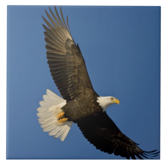 Carreau En Céramique Aigle, Haliaeetus leucocephalus, Homer, (Devant)