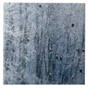 Carreau En Céramique Aigles chauds