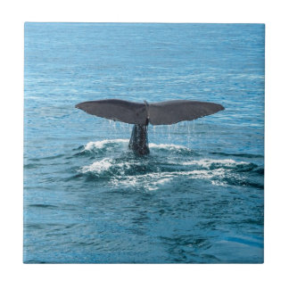 Carreau En Céramique Aileron de baleine