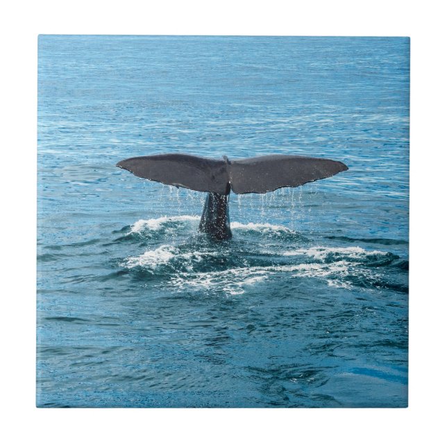 Carreau En Céramique Aileron de baleine (Devant)