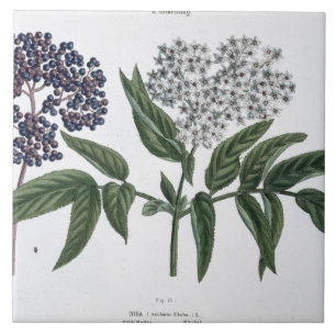 Carreau En Céramique Aîné, fig. 13 "du jeune terrien", publishe