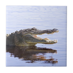 Carreau En Céramique Alligator
