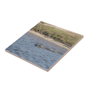 Carreau En Céramique Alligator Sauvage Faune au Bord de la Rivière