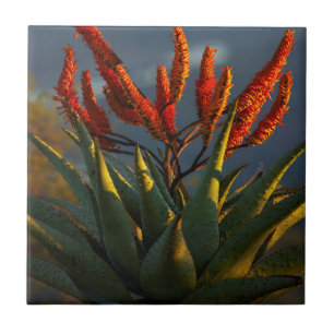 Carreau En Céramique Aloès des montagnes (Aloe Marlothii Berger)