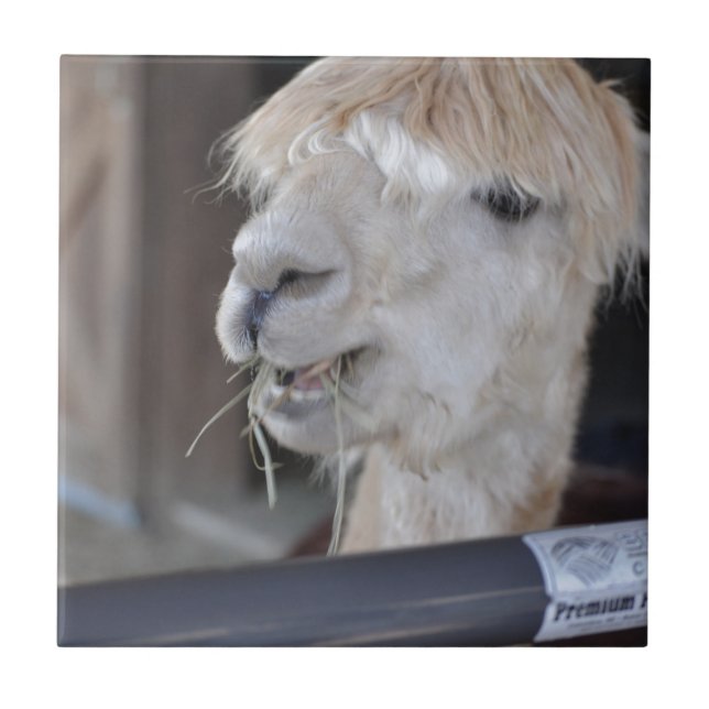 Carreau En Céramique Alpaca, blanc (Devant)