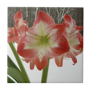 Carreau En Céramique Amaryllis en Fête Rouge Neige Hiver Floral