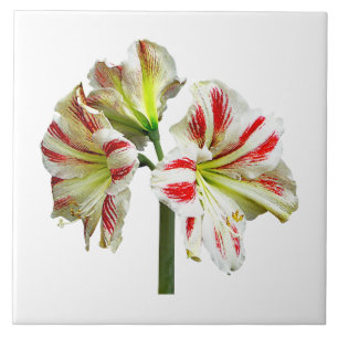 Carreau En Céramique Amaryllis Sydney