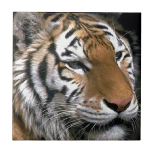 Carreau En Céramique Amateurs d'art du Tigre de Sibérie