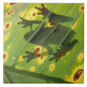 Carreau En Céramique AMÉRIQUE CENTRALE, Costa Rica, Grenouille en contr