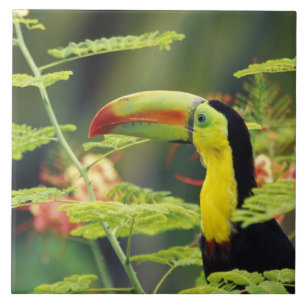 Carreau En Céramique Amérique centrale, Honduras. Toucan à bec caréné