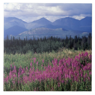 Carreau En Céramique Amérique du Nord, Canada, Yukon. Épilobe en fleurs