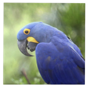 Carreau En Céramique Amérique du Sud, Brésil, Pantanal