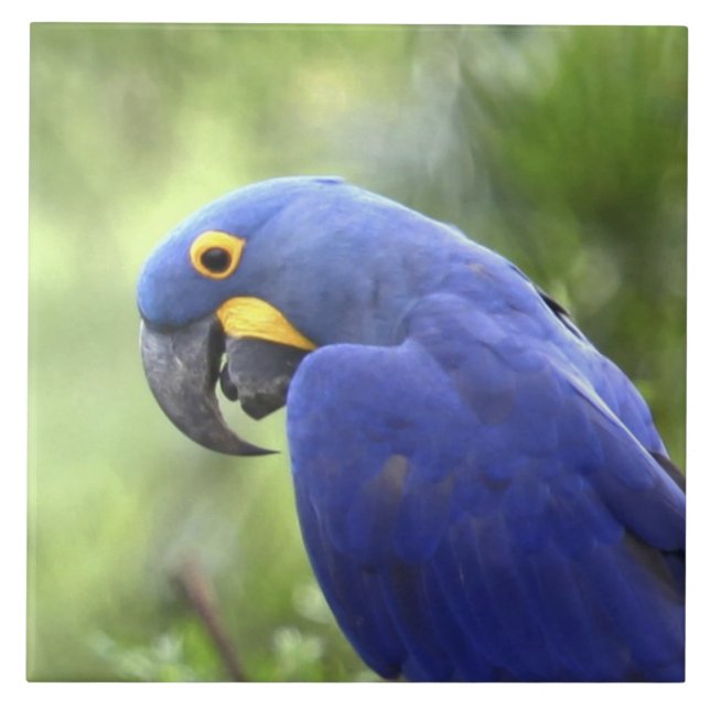 Carreau En Céramique Amérique du Sud, Brésil, Pantanal (Devant)