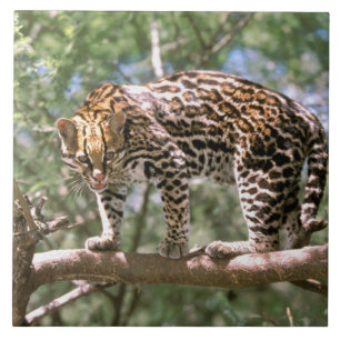Carreau En Céramique Amérique du Sud, Equateur, Amazonie. Ocelot