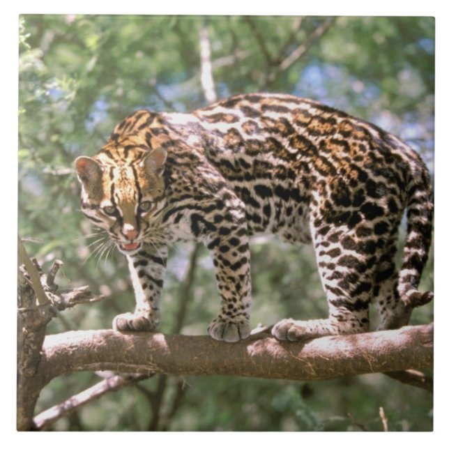Carreau En Céramique Amérique du Sud, Equateur, Amazonie. Ocelot (Devant)