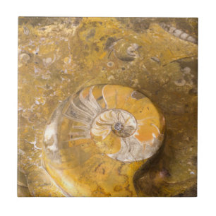 Carreau En Céramique Ammonite et autres fossiles dans la photographie r