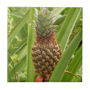 Carreau En Céramique Ananas sauvage Fruit tropical dans la nature