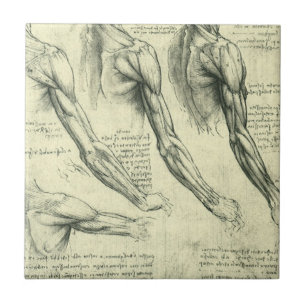 Carreau En Céramique Anatomie du bras et de l'épaule de Léonard de Vinc