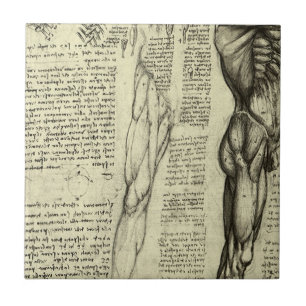 Carreau En Céramique Anatomie humaine de Léonard de Vinci : muscles de 