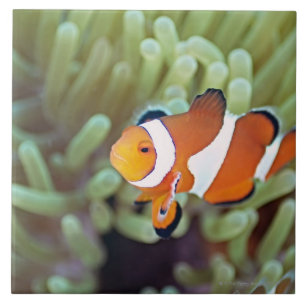 Carreau En Céramique Anemonefish 4 de clown