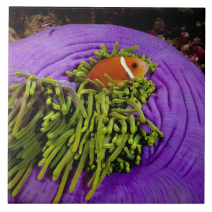 Carreau En Céramique Anemonefish et grande anémone