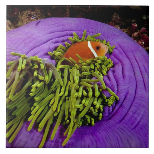 Carreau En Céramique Anemonefish et grande anémone (Devant)