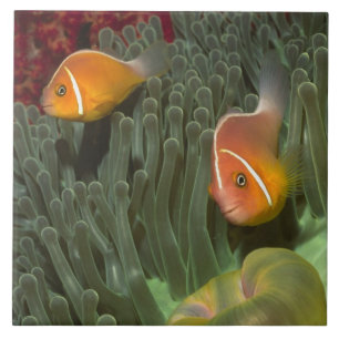 Carreau En Céramique Anemonefish rose dans l'actinie de Magnificant