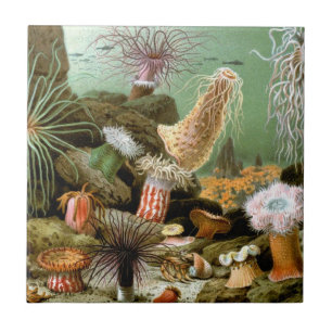 Carreau En Céramique Anémones de mer, Vie marine Vintage Animaux de l'o