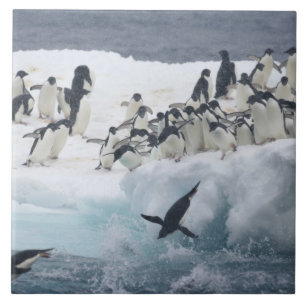 Carreau En Céramique Antarctique, île Paulet. Manchots Adélie