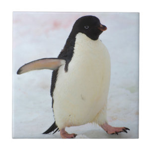 Carreau En Céramique Antarctique. Île Petermann. Manchot Adélie