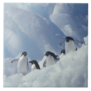 Carreau En Céramique Antarctique. Manchots Adélie
