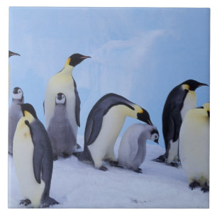 Carreau En Céramique Antarctique, Manchots empereurs