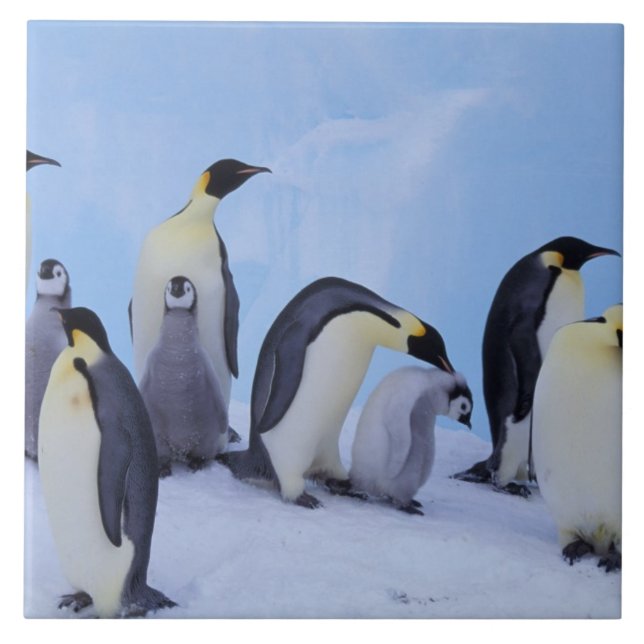 Carreau En Céramique Antarctique, Manchots empereurs (Devant)