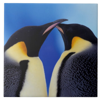 Carreau En Céramique Antarctique, Manchots empereurs