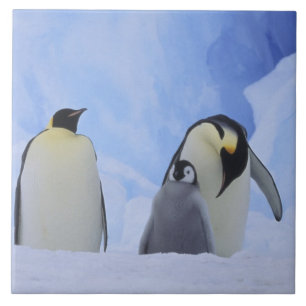 Carreau En Céramique Antarctique. Manchots empereurs et poussin