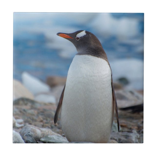 Carreau En Céramique Antarctique. Neko Harbour. Penguin Gentoo (Devant)