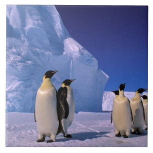 Carreau En Céramique Antarctique, Territoire antarctique australien, 7