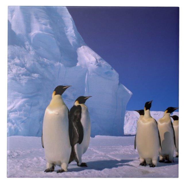 Carreau En Céramique Antarctique, territoire australien antarctique, 7 (Devant)