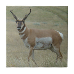 Carreau En Céramique Antilope d'Amérique A33 cornes torses