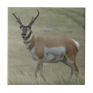 Carreau En Céramique Antilope d'Amérique A33 cornes torses