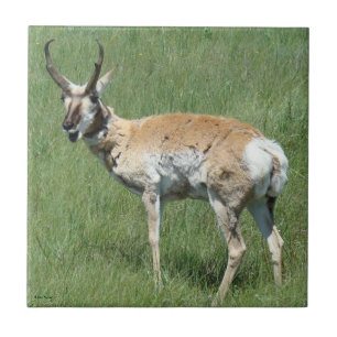 Carreau En Céramique Antilope d'Amérique A3 en train de mâcher