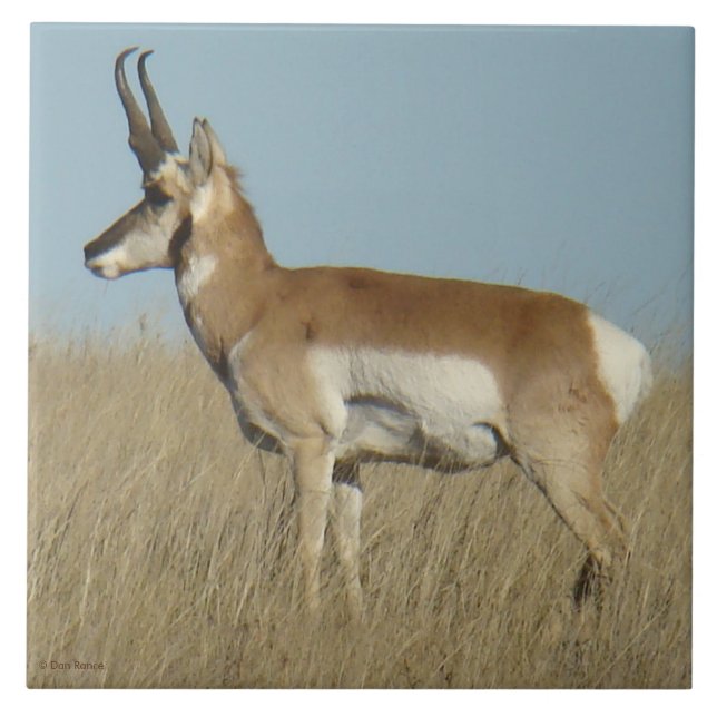 Carreau En Céramique Antilope d'Amérique A46 (Devant)