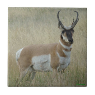 Carreau En Céramique Antilope d'Amérique A8 Gros Buck